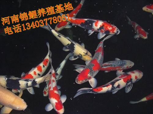 供應(yīng)日本錦鯉水花（魚苗）