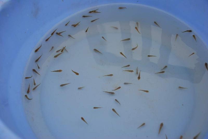 供應(yīng)日本錦鯉水花（魚苗）