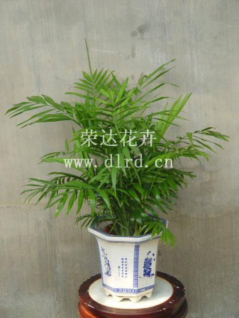 北京供應(yīng)花卉綠植出售公司