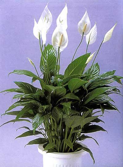 綠蘿圖片/綠蘿樣板圖 (3)