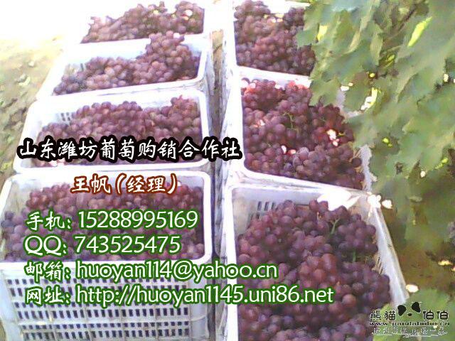 供應(yīng)優(yōu)質(zhì)巨峰葡萄
