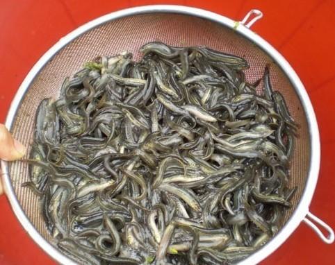 廣東韶關(guān)河源梅州清遠泥鰍苗圖片