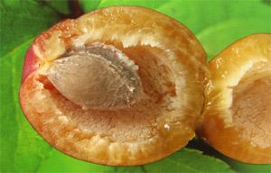 供應(yīng)七臺(tái)河貝達(dá)苗