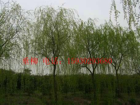 河北垂柳樹河北垂柳樹價(jià)格圖片