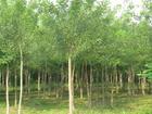國槐樹苗圖片/國槐樹苗樣板圖 (4)