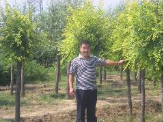 吉林中華金葉榆吉林金葉榆小苗圖片