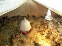 供應(yīng)*苗*蛋