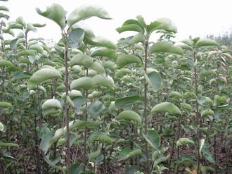 供應山東梨樹苗