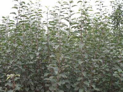 供應山東梨樹苗