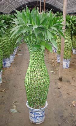 室內(nèi)綠植租擺圖片/室內(nèi)綠植租擺樣板圖 (4)