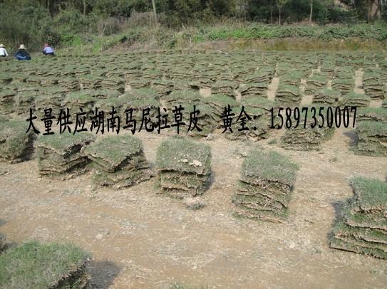 供應(yīng)便宜批發(fā)湖南郴州馬尼拉草皮3元一平