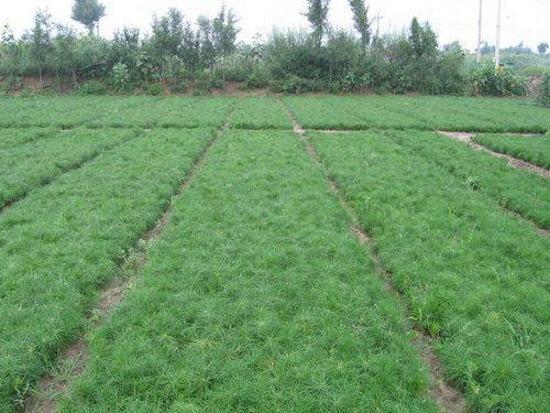 油松苗 油松苗基地 優(yōu)質(zhì)油松苗