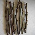 絳縣通達(dá)供應(yīng)櫻桃苗|山西櫻桃樹(shù)價(jià)格|山西櫻桃苗基地