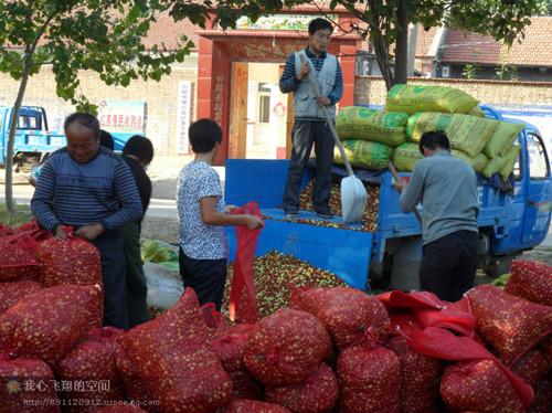 金丝小枣供应金丝小枣主产区乐陵金丝小枣今年价格低质量好