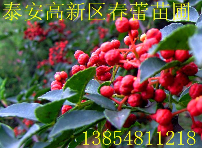 供应花椒苗/优质花椒苗/花椒苗花椒苗图片