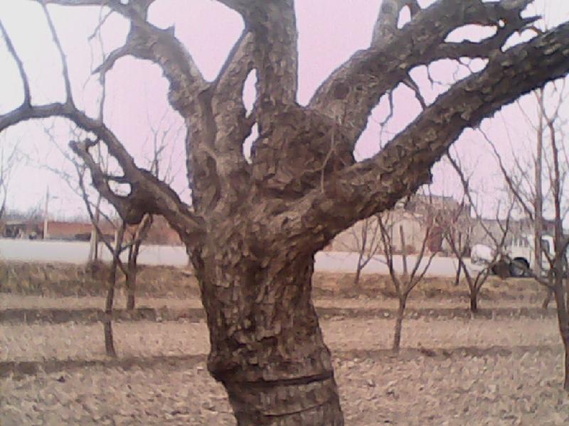 供應(yīng)大規(guī)格棗樹【胸徑8-60厘米】棗樹價(jià)格占地棗樹貿(mào)易棗樹苗銷售信息