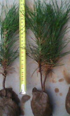 供應(yīng)12迎客松【迎客松】銷售信息全冠【迎客松樹】價(jià)格信息迎客松求購