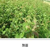 耐鹽堿梨樹(shù)苗梨樹(shù)苗多少錢一顆圖片