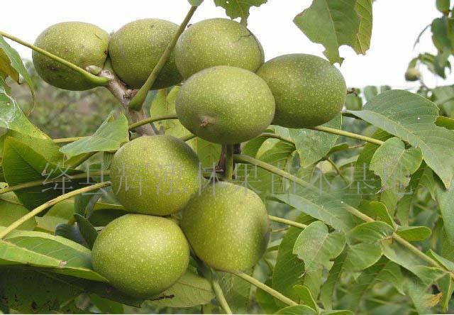 晉城核桃苗基地供應薄皮核桃苗