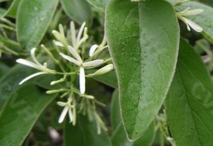 供應流蘇樹/流蘇苗/流蘇種子