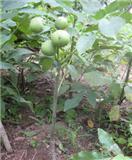 供應(yīng)早實(shí)核桃苗的價(jià)格