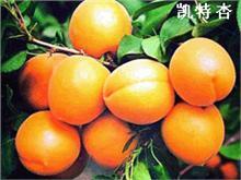 供應(yīng)杏樹苗基地出售杏苗價格