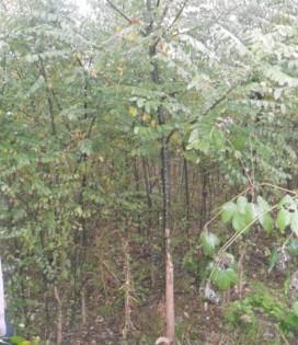 最新國槐價格/國槐樹苗價格圖片