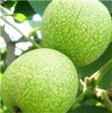 晉中核桃苗基地供應(yīng)優(yōu)質(zhì)薄殼核桃苗