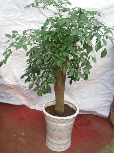 供應(yīng)青島幸福樹