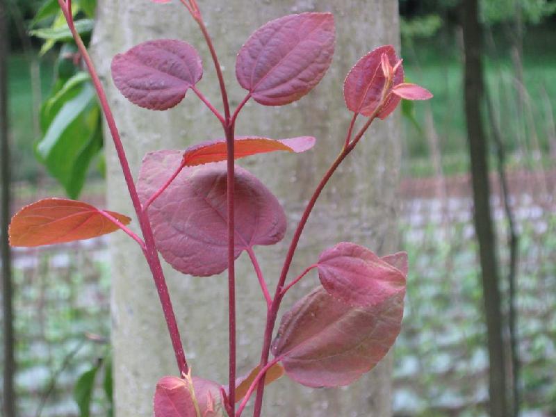 供應(yīng)連香樹/連香樹批發(fā)/連香樹苗批發(fā)/連香樹批發(fā)訂購電話