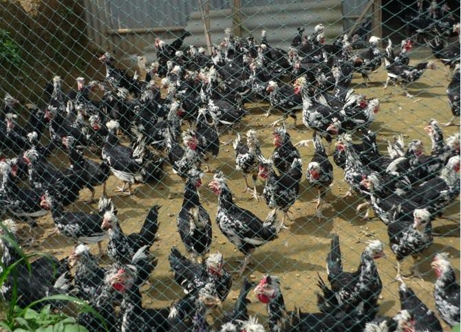 梅州貴妃雞苗圖片/梅州貴妃雞苗樣板圖 (3)