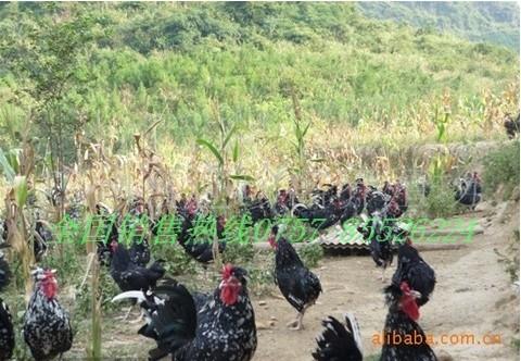 茂名貴妃雞苗圖片/茂名貴妃雞苗樣板圖 (3)