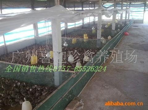 供應(yīng)珍*苗供應(yīng)商