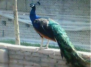 供應喜迎珍禽供應優(yōu)質中山*苗