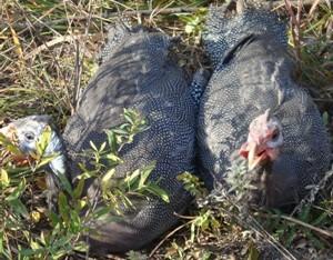 供應(yīng)珍*的飼養(yǎng)管理技術(shù)