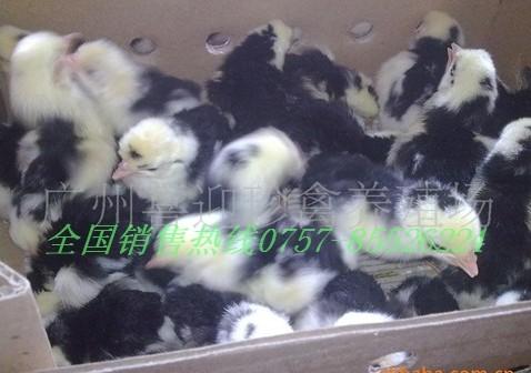 茂名貴妃雞苗圖片/茂名貴妃雞苗樣板圖 (4)