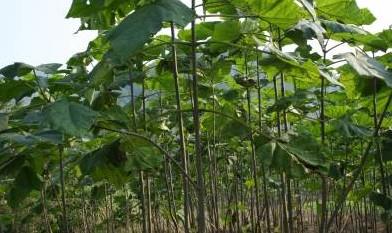 臨沂泡桐樹苗多少錢圖片
