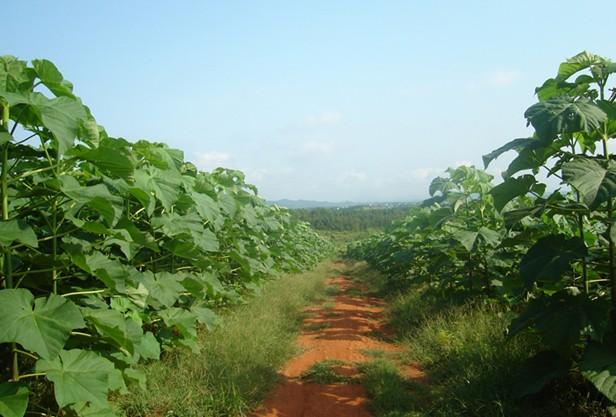 供應(yīng)泡桐樹苗多少錢