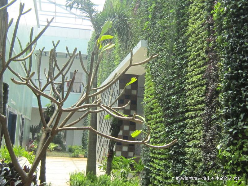 中山翠亨規(guī)劃館植物墻（面積576平方米）