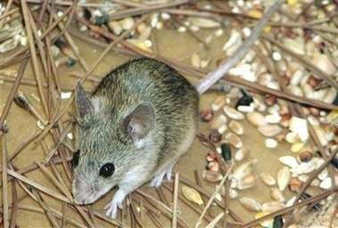 供應(yīng)滅鼠*用什么方法？徐州滅鼠*用什么方法？