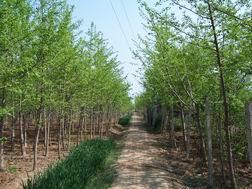 供应邳州银杏树供应基地