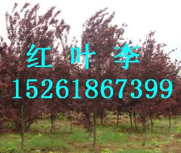 供應(yīng)南京果樹價格