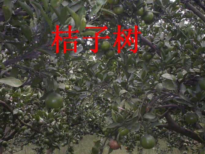 供應桔子無核蜜橘