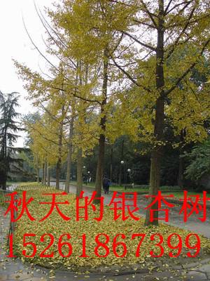 供應18公分銀杏樹