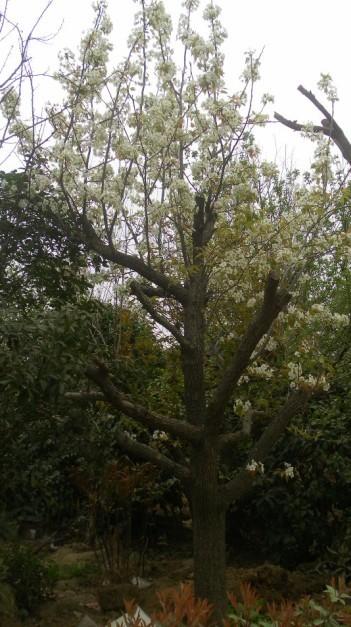 南京別墅庭院綠化圖片