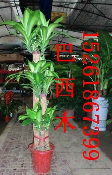 供應(yīng)南京花卉租擺