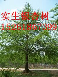 供應(yīng)銀杏樹實生苗銀杏樹價格