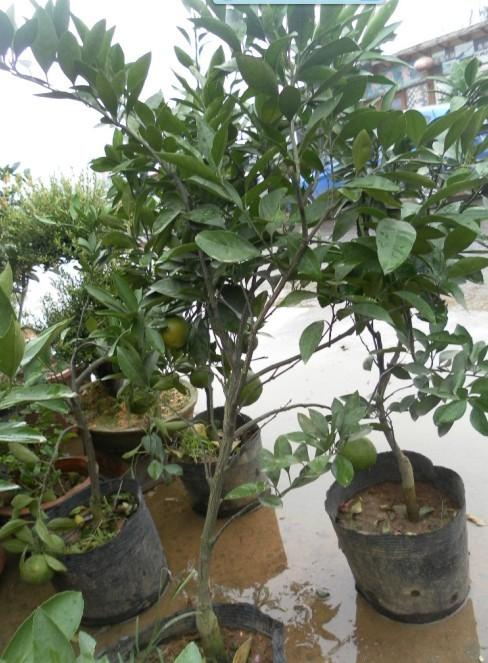 供應(yīng)河北梨樹苗南京直銷處