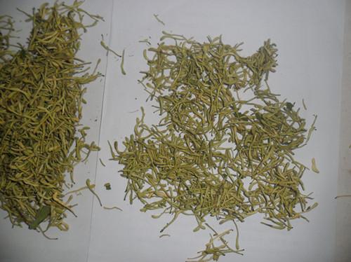 供應(yīng)藥材金銀花