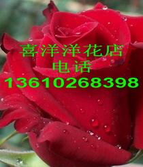 廣州海珠區(qū)鮮花店廣州海珠區(qū)訂花廣州海珠區(qū)網(wǎng)上訂花網(wǎng)上花店